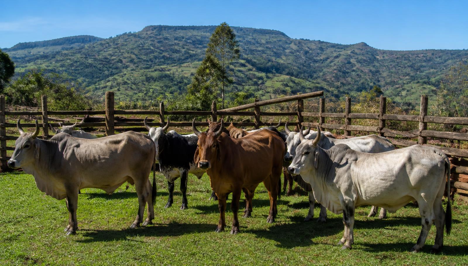 Herd health basics that protect your sale value