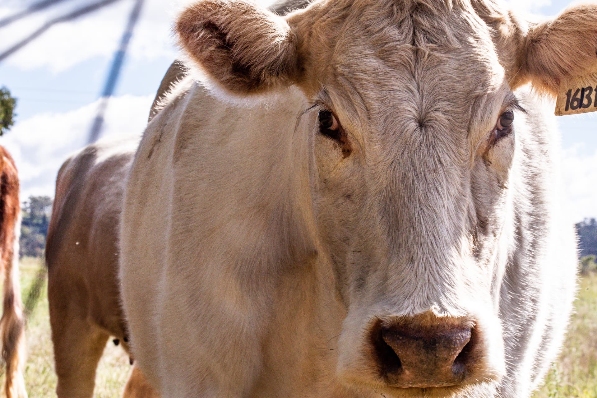Cattle