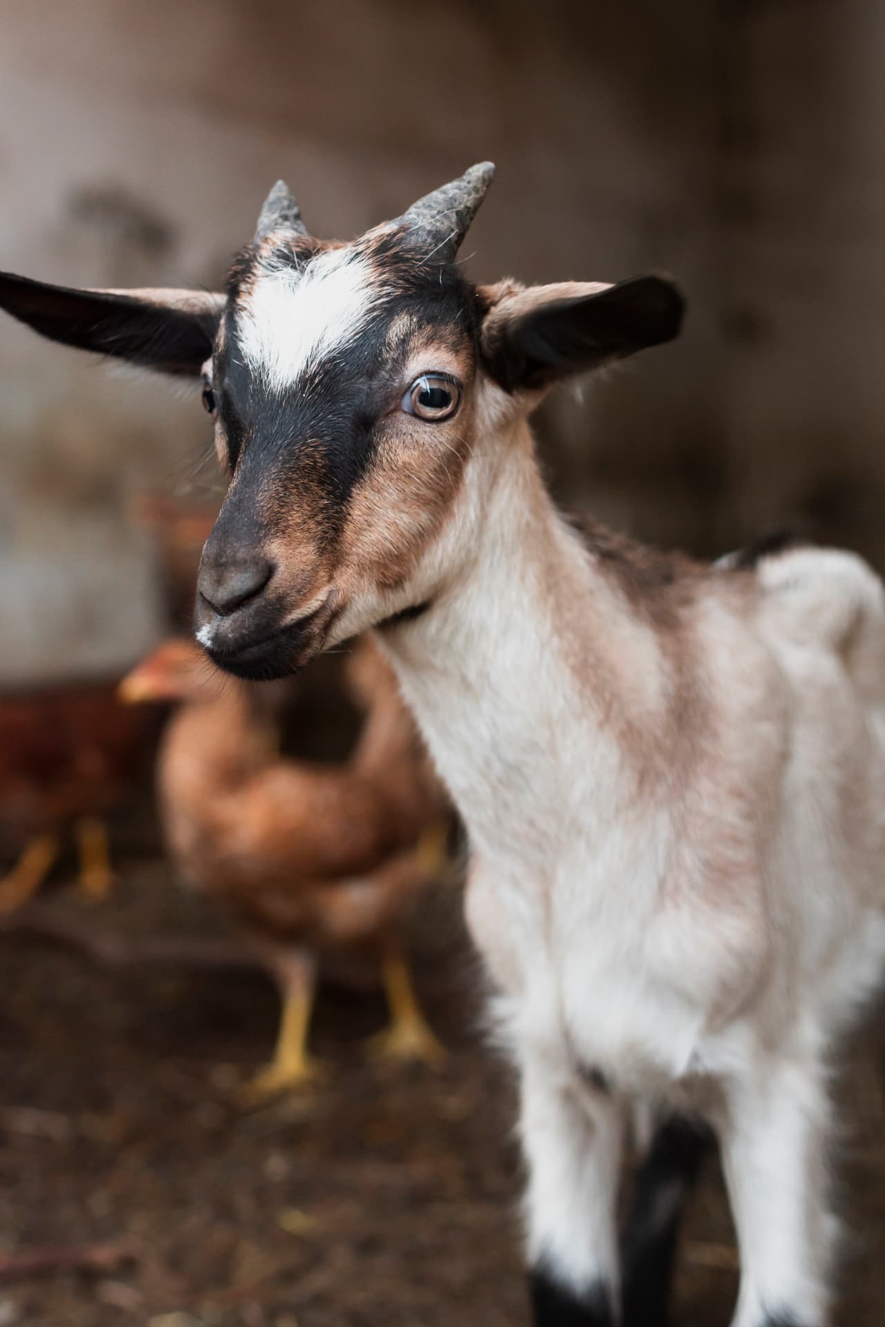 Goats
