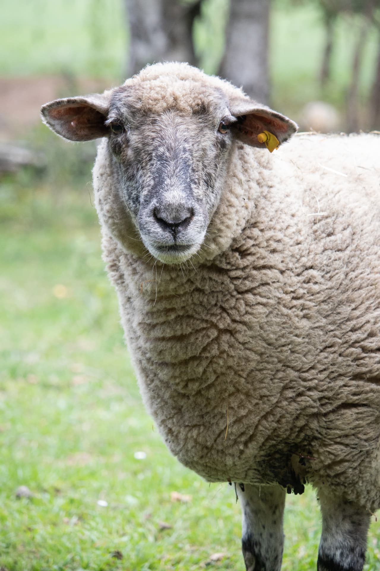 Sheep